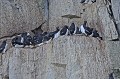 Svalbard. Guillemots de Brünnich. Uria lomvia. Svalbard. Guillemot de Brünnich.  Uria lomvia. 