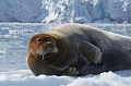 Svalbard. Phoque barbu. Erignathus barbatus. Phoque barbu. Erignathus barbatus. Svalbard. Spitzberg. 
