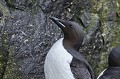 Svalbard. Uria lomvia. Svalbard. Guillemot de Brünnich. Uria lomvia. 