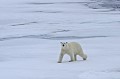 Svalbard. Ursus maritimus; Ursus maritimus. Ours blanc. Svalbard. Spitzberg. 