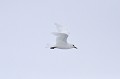 Svalbard. Mouette blanche. Mouette ivoire. Pagophila eburnea. Svalbard. Mouette blanche. Mouette ivoire. Pagophila eburnea. 