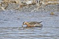 Svalbard. Phalarope à bec large. Phalaropus fulicarius. Svalbard. Phalarope à bec large. Phalaropus fulicarius. 