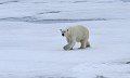 Svalbard. Ours blanc. Ursus maritimus. Svalbard. Ours blanc. Ursus maritimus. 