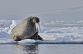 Svalbard. Odobenus rosmarus. Svalbard. Morse. Odobenus rosmarus. 