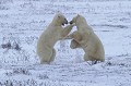 Canada. Ours blanc. Joute. Canada. Ours blanc joute. 