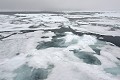 Svalbard. Banquise. Svalbard. 