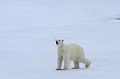 Svalbard. Ours blanc. Ursus maritimus. Svalbard. Ours blanc. Ursus maritimus. 