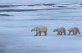 Canada. Ours blanc. Mère et jeunes. Canada. Ours blanc. Mère et jeunes. 