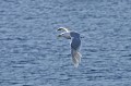 Svalbard. Larus hyperboreus. Svalbard. Goéland bourgmestre. Larus hyperboreus. 