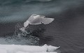 Svalbard. Goéland bourgmestre. Larus hyperboreus. Svalbard. Goéland bourgmestre. Larus hyperboreus. 