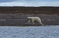 Svalbard. Ours blanc. Ursus maritimus. Svalbard. Ours blanc. Ursus maritimus. 