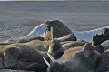 Svalbard. Morse. Odobenus rosmarus. Svalbard. Morse. Odobenus rosmarus. 