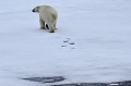 Svalbard. Ours blanc. Ursus maritimus. Svalbard. Ours blanc. Ursus maritimus. 