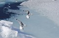 Svalbard. Rissa tridactyla. Svalbard. Rissa tridactyla.Mouette tridactyle. 