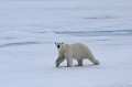 Svalbard. Ours blanc. Ursus maritimus. Svalbard. Ours blanc. Ursus maritimus. 