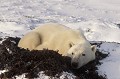 Canada. Ours blanc. Ursus maritimus. Canada. Ours blanc. Ursus maritimus. Spitzberg. 