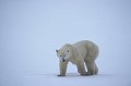 Canada. Ours blanc. Ursus maritimus. Canada. Ours blanc. Ursus maritimus. 