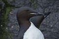 Svalbard. Guillemot de Brünnich. Uria lomvia. Svalbard. Guillemot de Brünnich. Uria lomvia. 