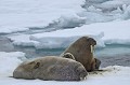 Svalbard. Morse. Odobenus rosmarus. Svalbard. Morse. Odobenus rosmarus. Spitzberg. 