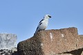 Svalbard. Bruant des neiges ou Plectophrane des neiges. Plectophenax nivalis. Svalbard. Bruant des neiges ou Plectophrane des neiges. Plectophenax nivalis. 