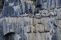 Svalbard. Kinnvika falaises. Svalbard. Kinnvika falaises. 