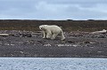 Svalbard. Ours blanc Ursus maritimus. Svalbard. Ours blanc Ursus maritimus. 