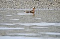 Svalbard. Phalaropus fulicarius. Svalbard. Phalaropus fulicarius. 