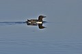 Svalbard. Guillemot de Brünnich.  Uria lomvia. Svalbard. Guillemot de Brünnich.  Uria lomvia. 
