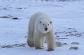 Canada. Ours blanc. Ursus maritimus. Canada. Ours blanc. Ursus maritimus. 
