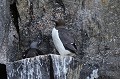Svalbard. Guillemot de Brünnich. Uria lomvia. Svalbard. Guillemot de Brünnich. Uria lomvia. 