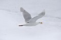 Svalbard. Goéland bourgmestre. Larus hyperboreus. Svalbard. Goéland bourgmestre. Larus hyperboreus. 