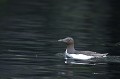 Svalbard. Guillemot de Brünnich. Uria lomvia. Svalbard. Guillemot de Brünnich. Uria lomvia. 
