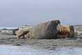 Svalbard. Morse. Odobenus rosmarus. Svalbard. Morse. Odobenus rosmarus. 