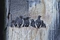Kinnvika falaises. Guillemots de Brünnich. Uria lomvia. Kinnvika falaises. Guillemots de Brünnich. Uria lomvia. 