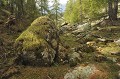  Vallée de la Minière. Printemps en Haute Roya. Parc National du Mercantour. Alpes Maritimes. 