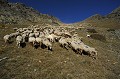 Transhumance des moutons. Automne en Haute Tinée. Transhumance des moutons. Salso Moreno. Automne en Haute Tinée. Parc National du Mercantour. Alpes Maritimes. 
