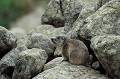 Marmotte des Alpes en automne. Marmota marmota. Parc National du Mercantour. Marmotte des Alpes en automne. Marmota marmota. Parc National du Mercantour. Alpes Maritimes. france. 