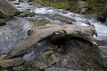  Torrent. Val du Haut Boréon. Parc National du Mercantour. Eté en Haute Vésubie. Alpes Maritimes. 