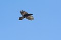 Grand corbeau. Corvus corax. Automne. Parc National du Mercantour. Alpes Maritimes. Grand corbeau. Corvus corax. Automne. parc National du Mercantour. Alpes Maritimes. 