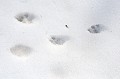 Traces de lièvre dans la neige. Parc National du Mercantour l'hiver. Traces de lièvre dans la neige. Parc National du Mercantour l'hiver. Val du Haut Boréon. Vallée de la Vésubie. 