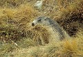 Marmotte des Alpes en automne. Marmota marmota. Parc National du Mercantour. Marmotte des Alpes. Marmota marmota. Automne. Parc National du Mercantour. Alpes Maritimes. 