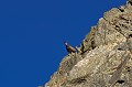 Chamois avec son petit. Rupicapra rupicapra. Chamois avec son petit. Rupicapra rupicapra. Parc National du Mercantour. 