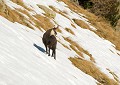 Rupicapra rupicapra. Mâle durant la période du brame. Automne. Parc National du Mercantour. Chamois. Rupicapra rupicapra. Alpes Maritimes. 