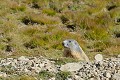 Marmotte des Alpes. Marmota marmota. Marmotte des Alpes. Marmota marmota. Parc National du Mercantour. 