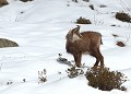 Chamois jeune. Rupicapra rupicapra. Hiver en Haute Vésubie. Chamois. Parc National du Mercantour. Vallée de la Gordolasque. Hiver en Haute Vésubie. 