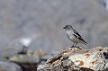 Niverolle ou Pinson des neiges.  Montifringilla nivalis. Niverolle ou Pinson des neiges.  Montifringilla nivalis. Parc National du Mercantour. 