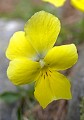 Violette à deux fleurs. Viola biflora. Parc du Mercantour au printemps. Violette à deux fleurs. Viola biflora. Parc National du Mercantour au printemps. 