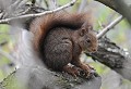 Ecureuil roux. Sciurus vulgaris. Parc National du mercantour au printemps. Ecureuil roux. Sciurus vulgaris. Parc National du Mercantour au printemps. Alpes Maritimes. 