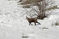 Chamois dans la neige à la fin de l'hiver. Rupicapra rupicapra. Chamois dans la neige. Rupicapra rupicapra. Parc National du Mercantour l'hiver. Alpes Maritimes. 