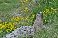 Marmotte des Alpes. Marmota marmota. Marmotte des Alpes. Marmota marmota. Parc National du Mercantour. Alpes Maritimes. 